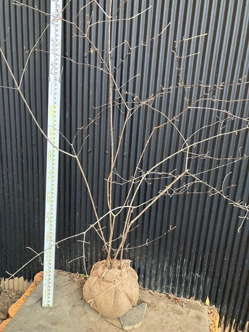 山採り　コバノガマズミ