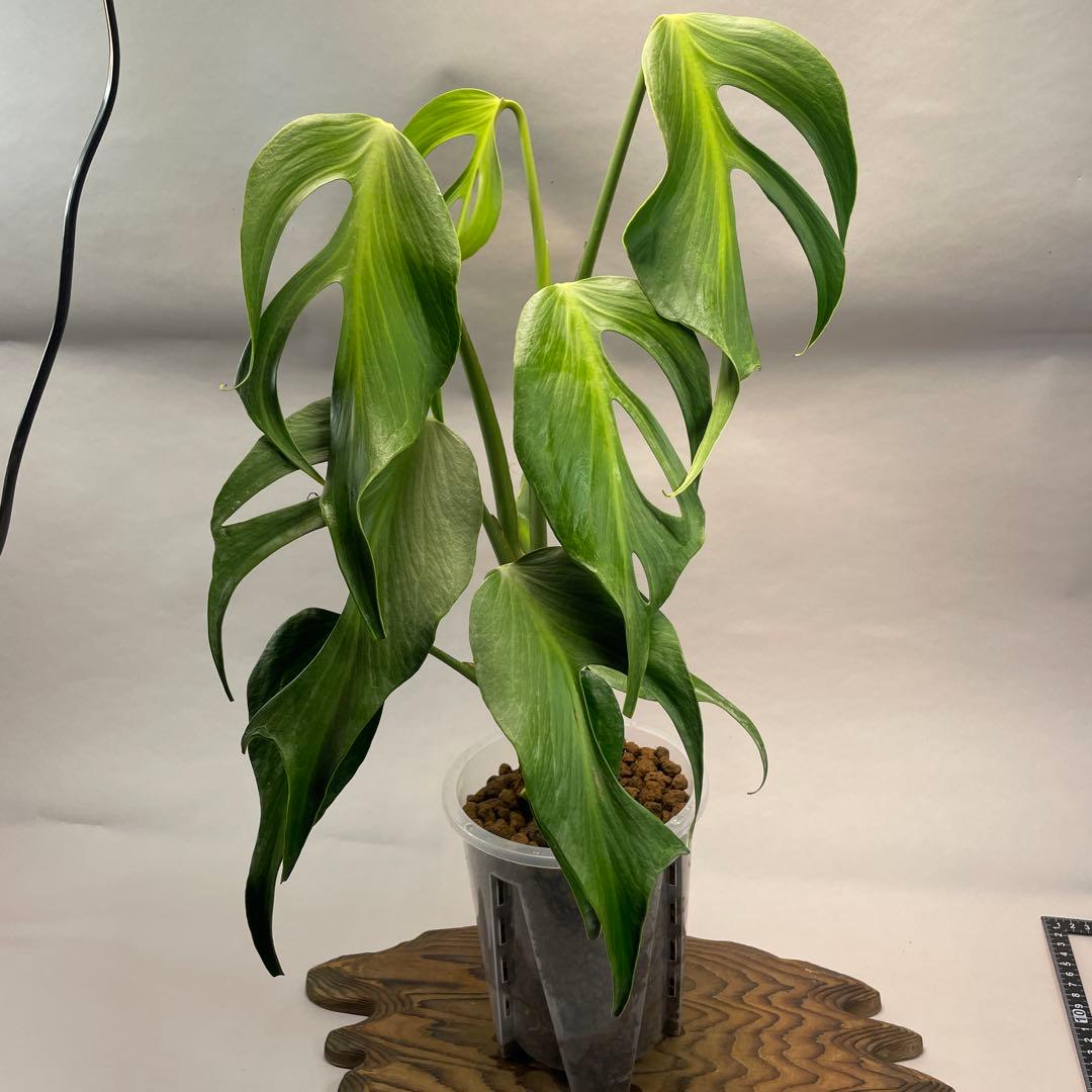 ア*)様 モンステラ バールマルクスフレーム　L008