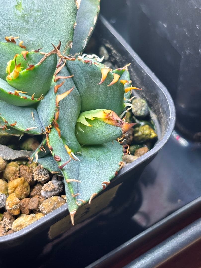 アガベ オテロイ ブルー 子株 強刺 連刺 青葉