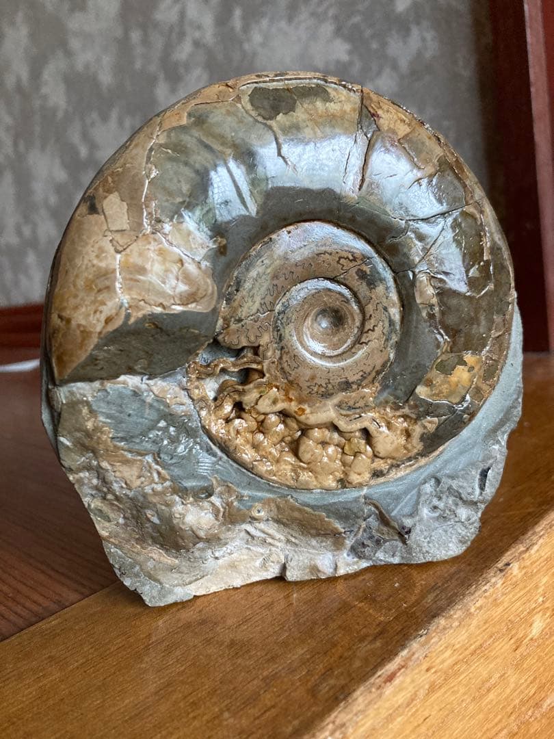北海道　美品　結晶化したアンモナイト・ハウエリセラス　化石　最薄のアンモナイト