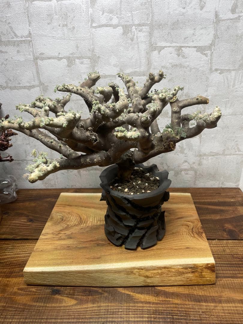 モンソニアムルチフィダ　発根済み　鉢付き