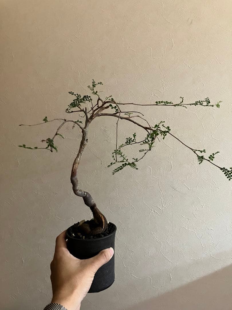 オペルクリカリア　デカリー　8年目