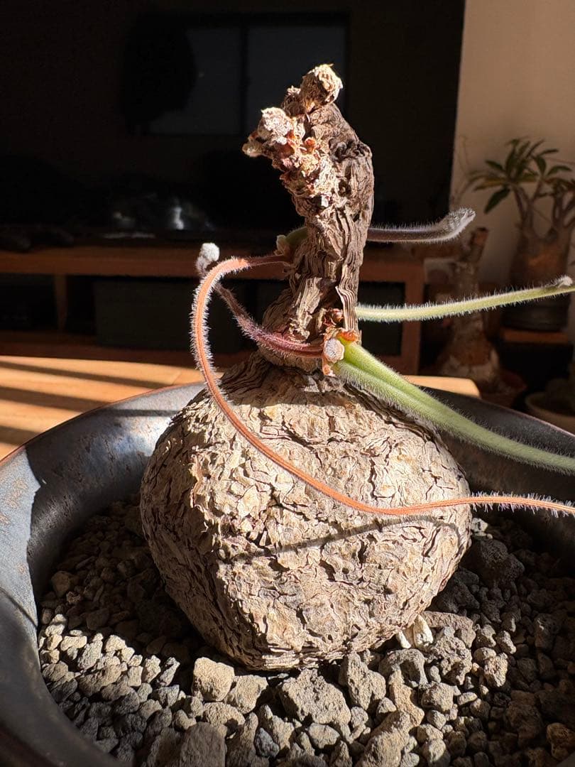 ペラルゴニウム トリステ 作家鉢 冬型塊根植物