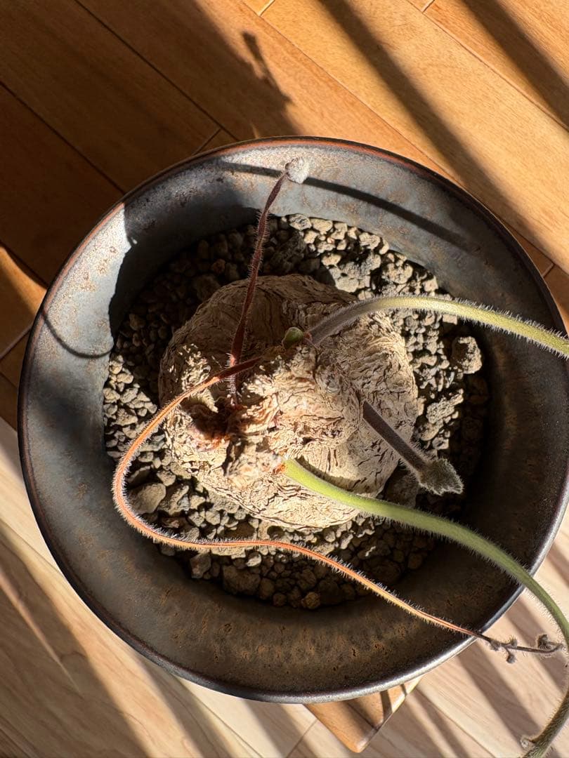 ペラルゴニウム トリステ 作家鉢 冬型塊根植物