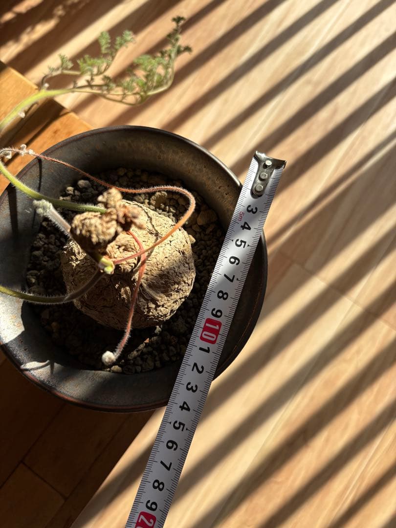 ペラルゴニウム トリステ 作家鉢 冬型塊根植物