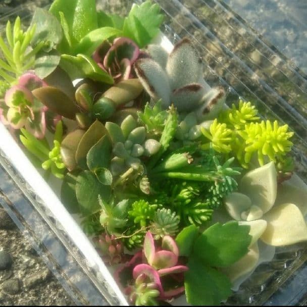 6/29カット苗詰め合わせ♪7/1まで。多肉植物セダム