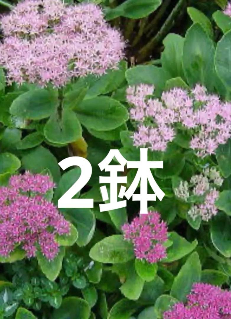 オオベンケイソウ（大弁慶草） 2鉢 もうすぐ開花 沢山の蕾付き 宅急便匿名発送