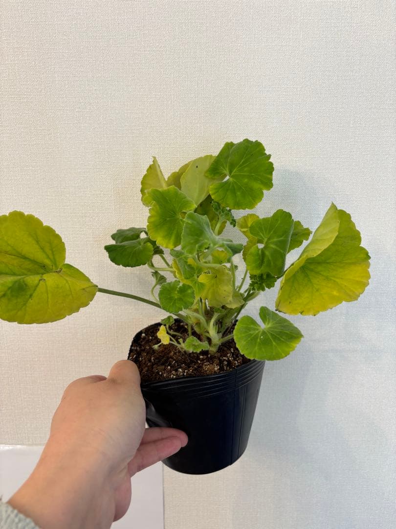 珍しい品種ゼラニウムDny01 レア品種ゼラニウム