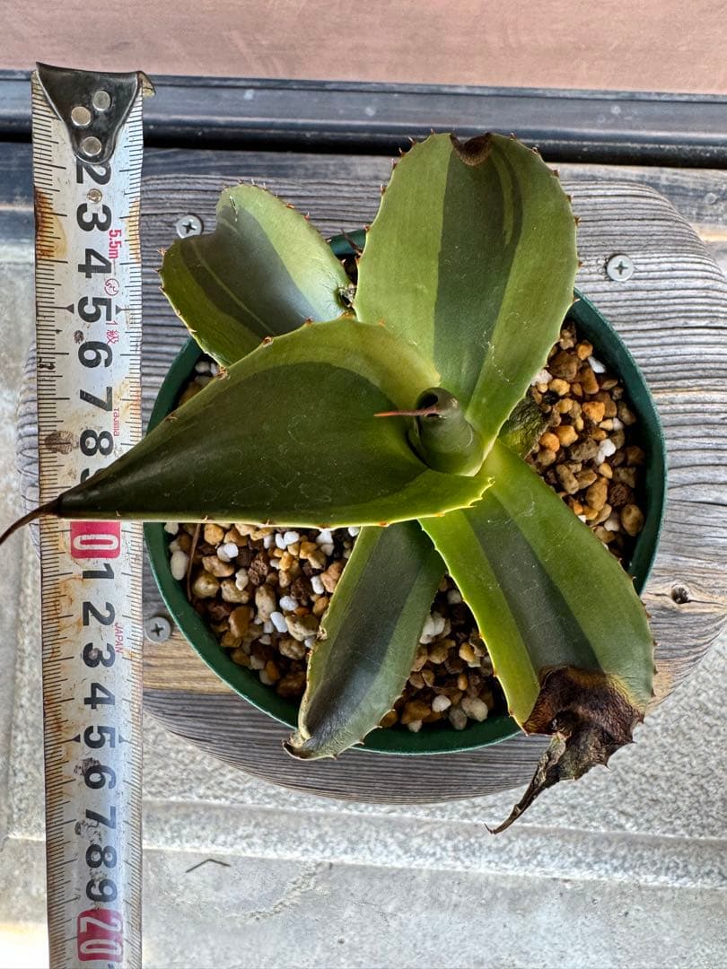 アガベ Agave ovatifolia 'Killer' 210