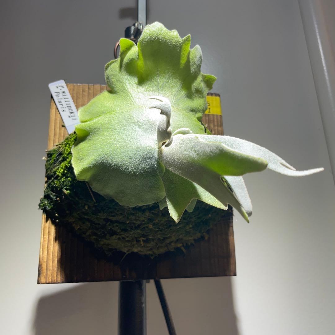 ビカクシダ P.willinckii Polaris ポラリス　子株　#1