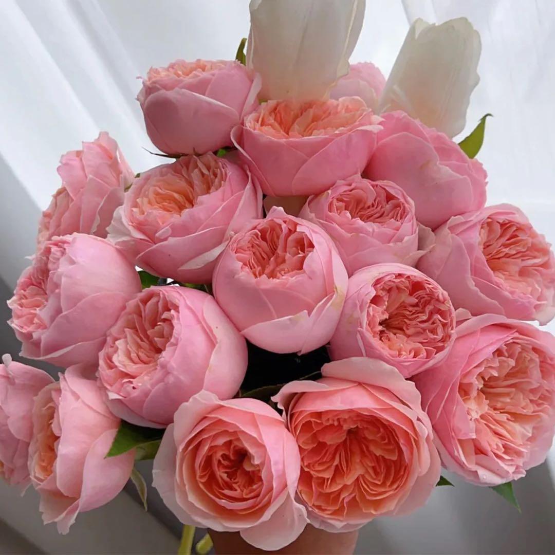 「Rose」切り花品種バラ苗　Rome♡ Rose