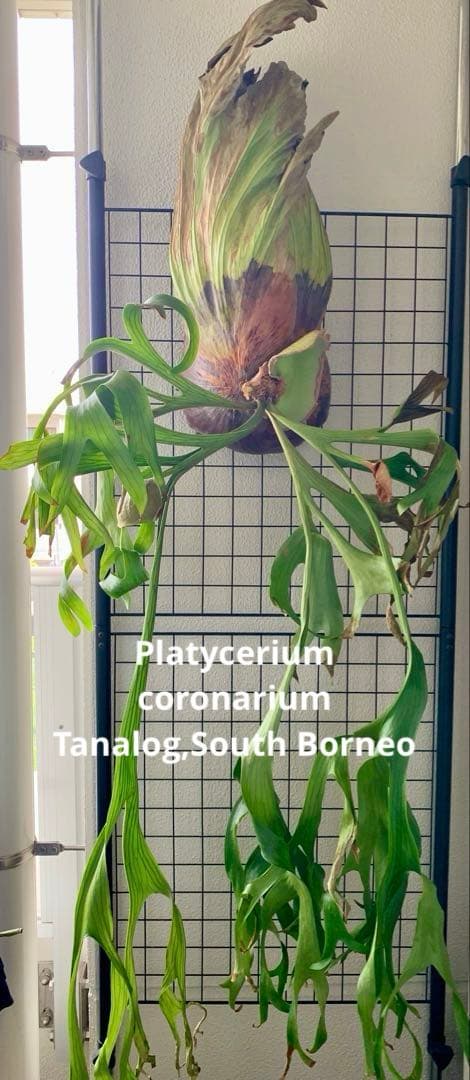 【都内受渡し限定】ビカクシダ 特大コロナリウム coronarium 大胞子嚢付