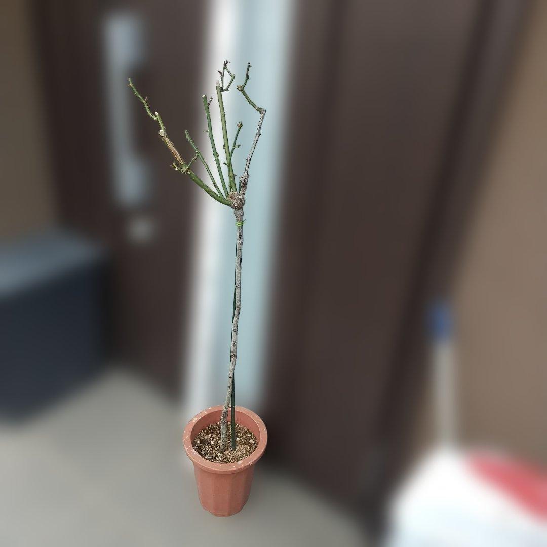 スタンダード仕立てバラ苗(蛍光ピンク、四季咲き)