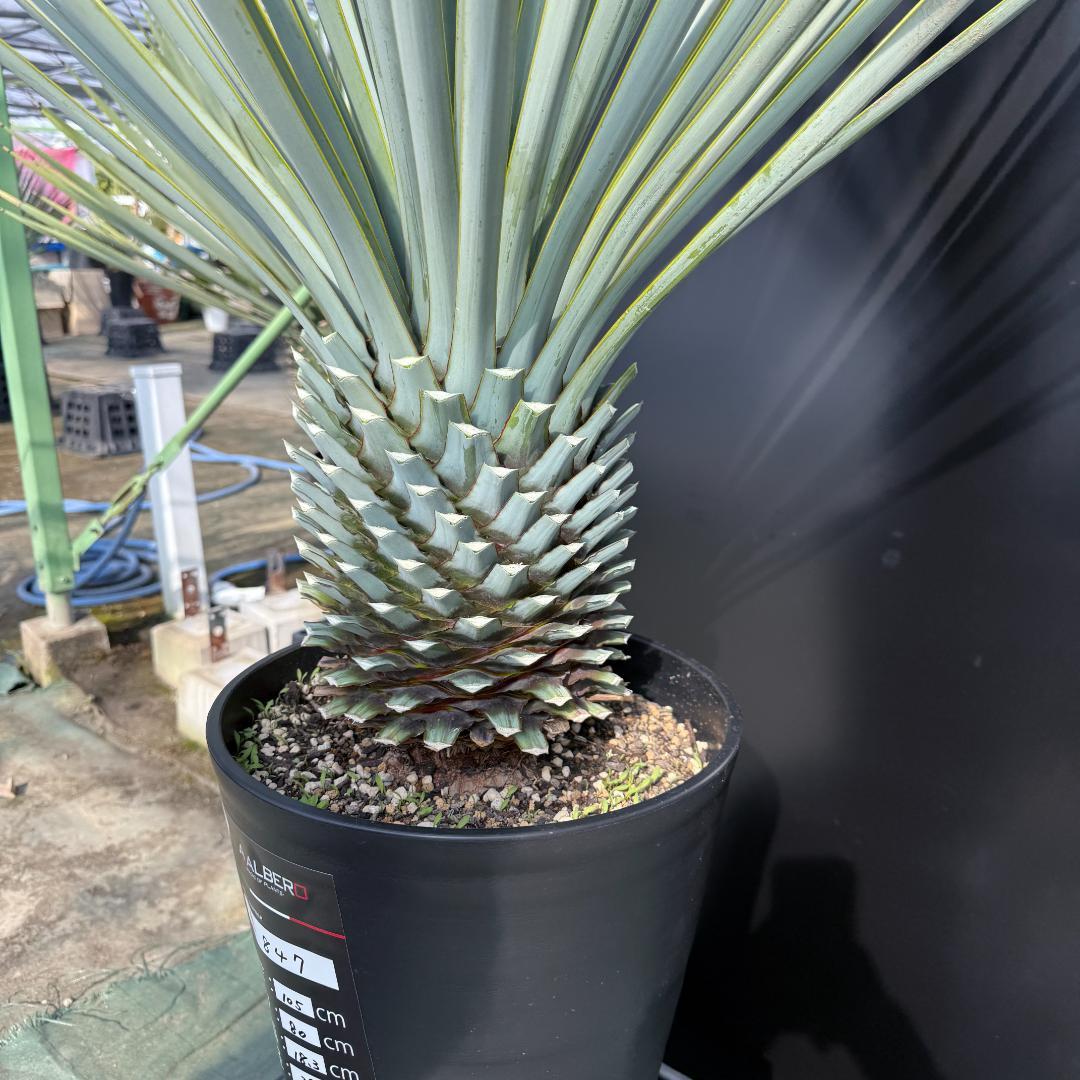 【AL847】ユッカ　リギダ　超ブルー個体　※専用商品