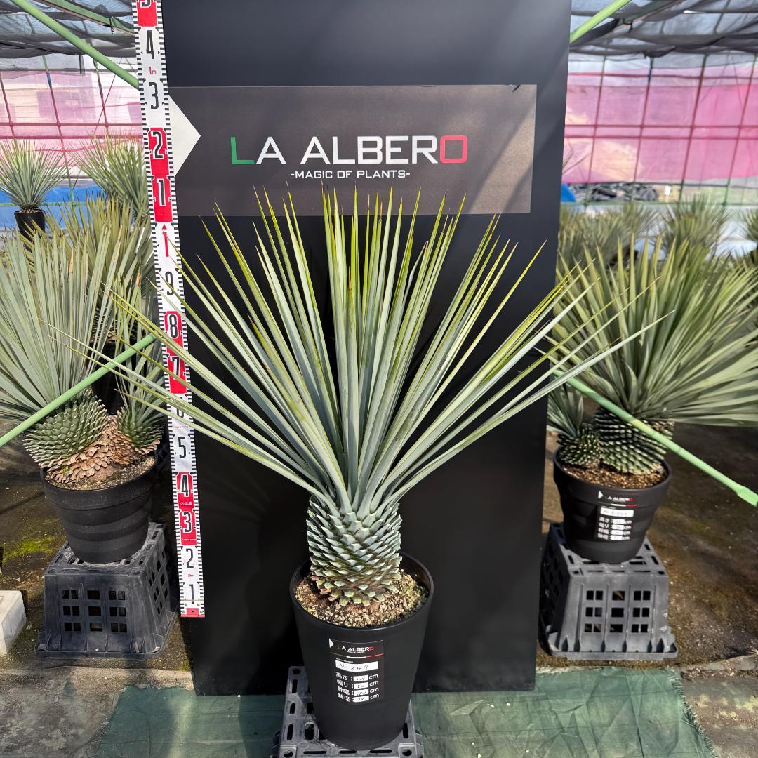 【AL847】ユッカ　リギダ　超ブルー個体　※専用商品