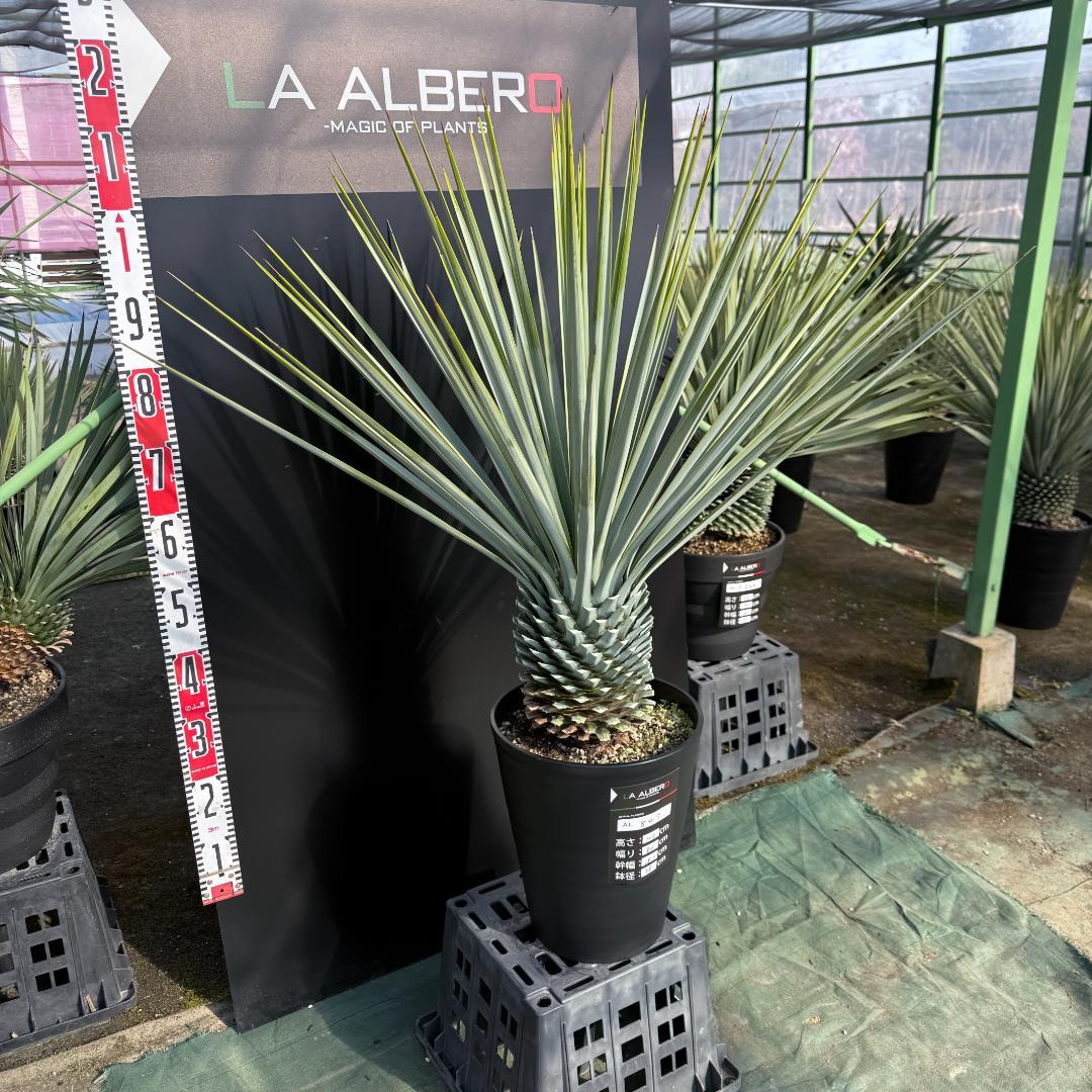 【AL847】ユッカ　リギダ　超ブルー個体　※専用商品