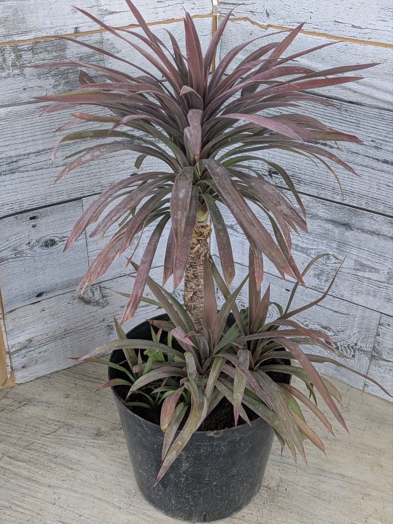 【コンパクトサイズ】ユッカ　デスメティアーナ子株付き