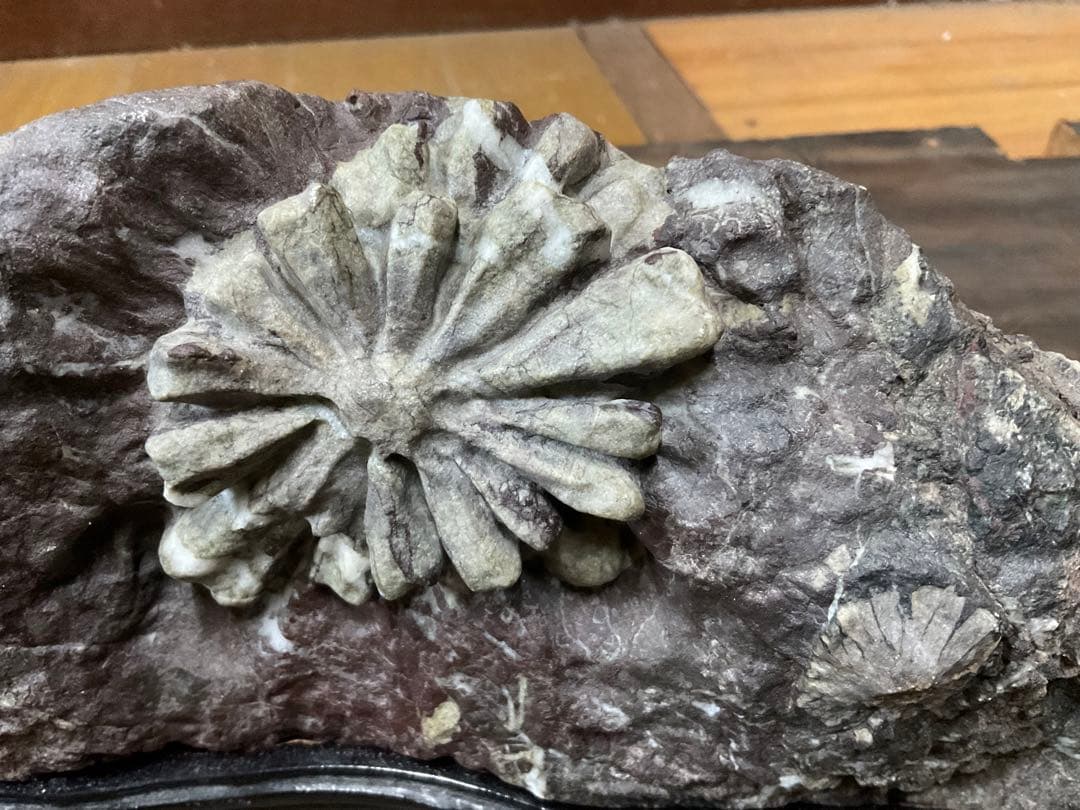 根尾川産　菊花石　極上品　天然石　台座付き。【インテリアに最適だと思います】。