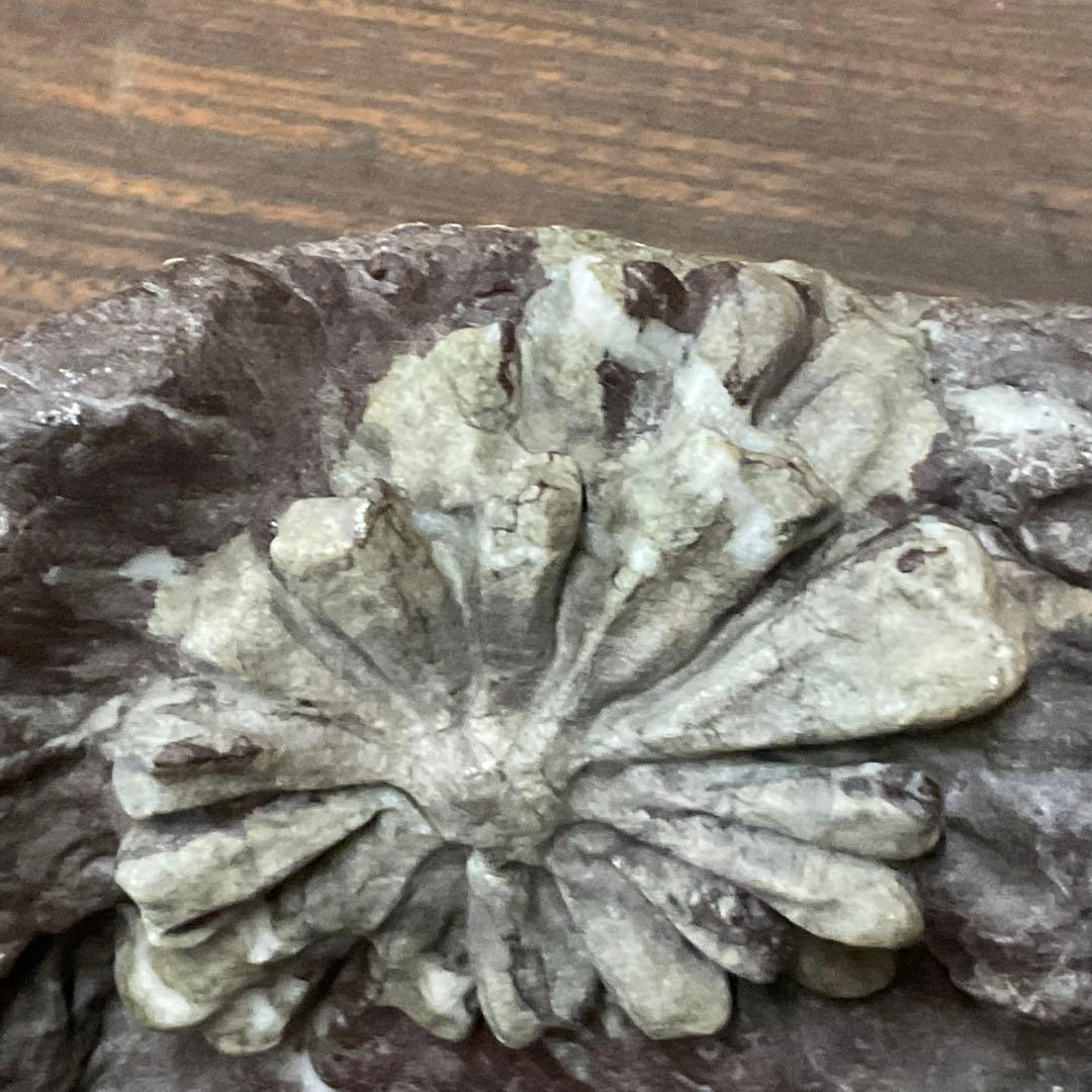 根尾川産　菊花石　極上品　天然石　台座付き。【インテリアに最適だと思います】。