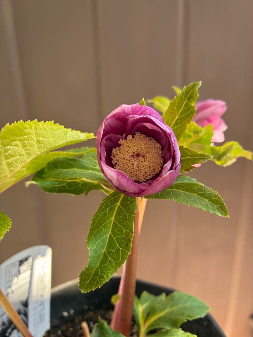 ♡広瀬園芸♡美少女ピンク白抜け　ソレイユ系