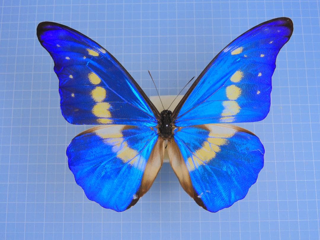 標本 Peru Morpho helena 115mm