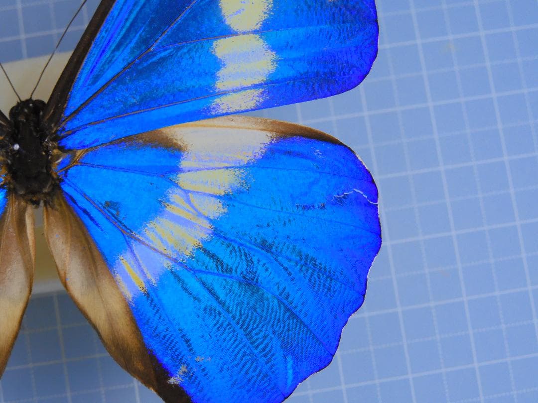 標本 Peru Morpho helena 115mm