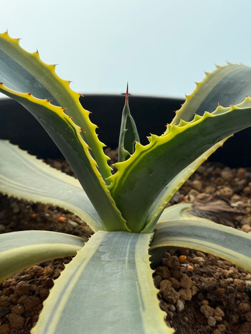 極美 リップルエフェクト アガベ