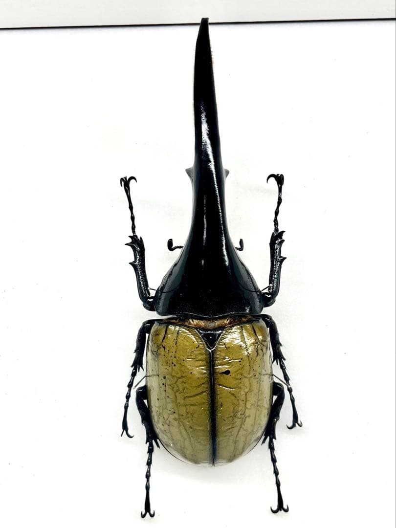 ヘラクレスオオカブト 148mm 標本