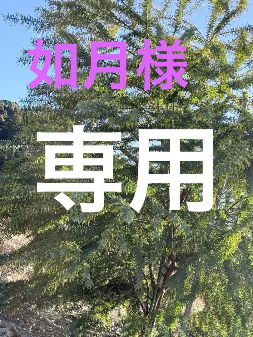 ミモザ　保水　コンパクト