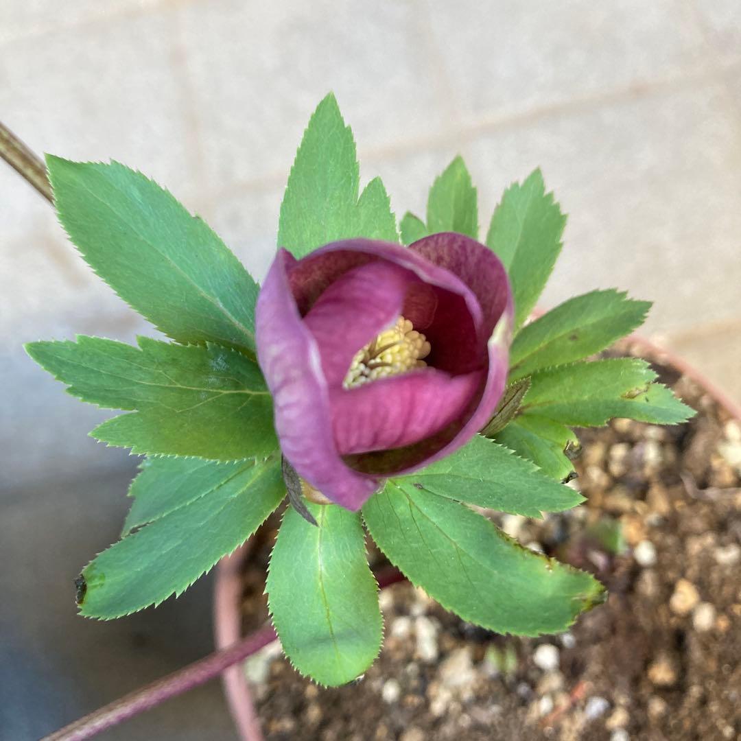 クリスマスローズ　ピンク絞り模様入り上向き咲き