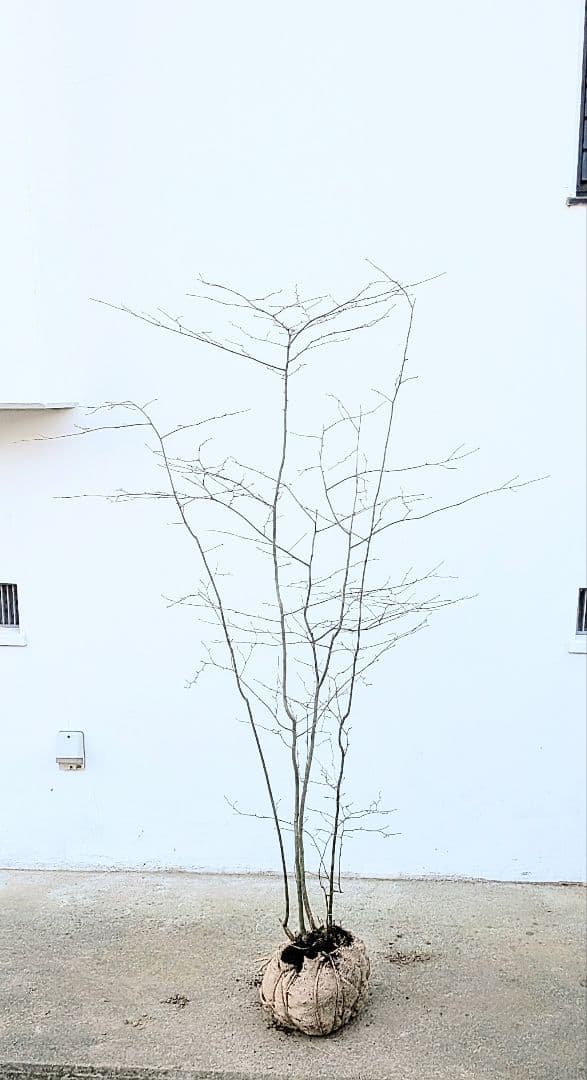 秀。山採りアオハダ。