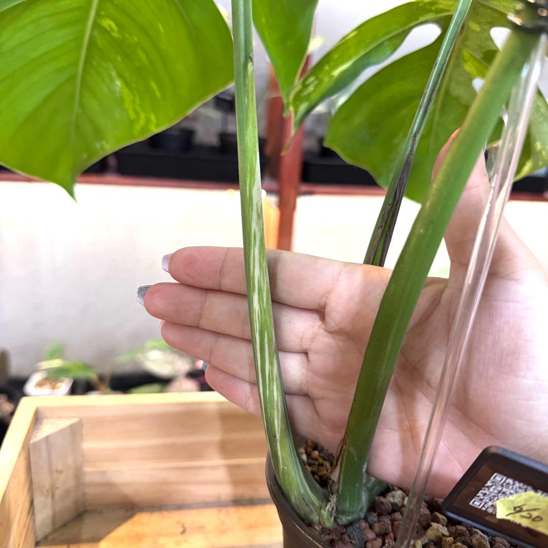 92 モンステラ　デリシオーサ×ボルシギアナ　ハイブリッド　ミント