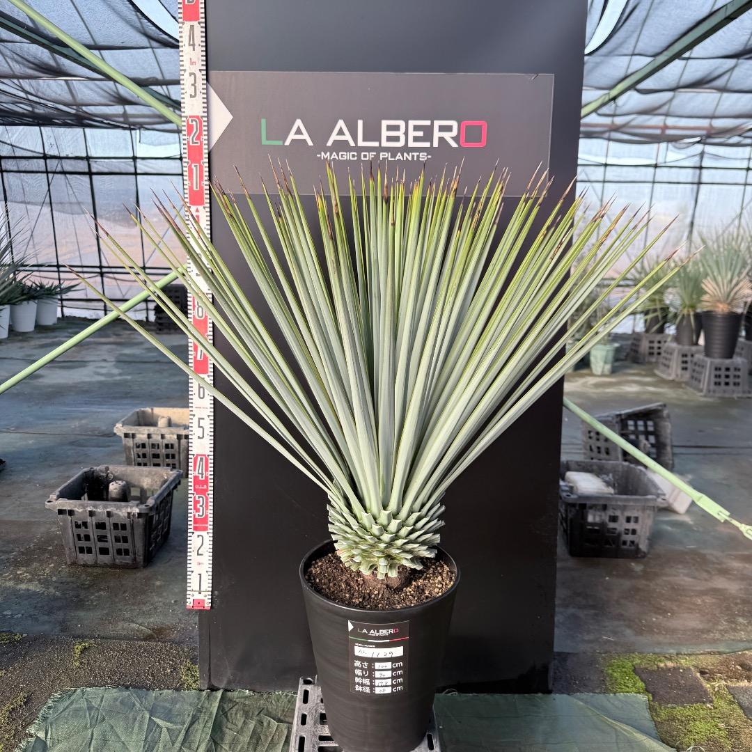 【AL1129】ユッカ　リギダ