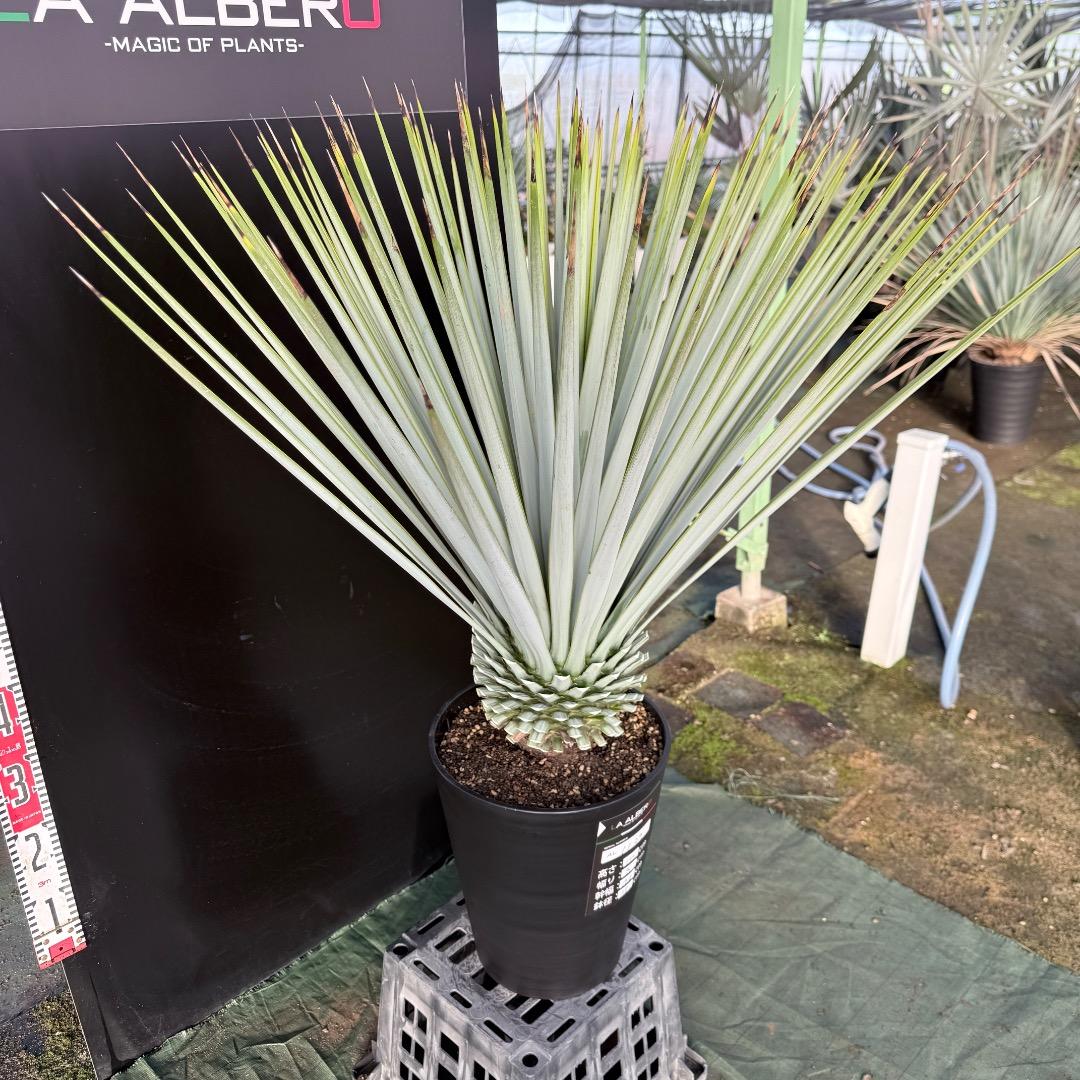 【AL1129】ユッカ　リギダ