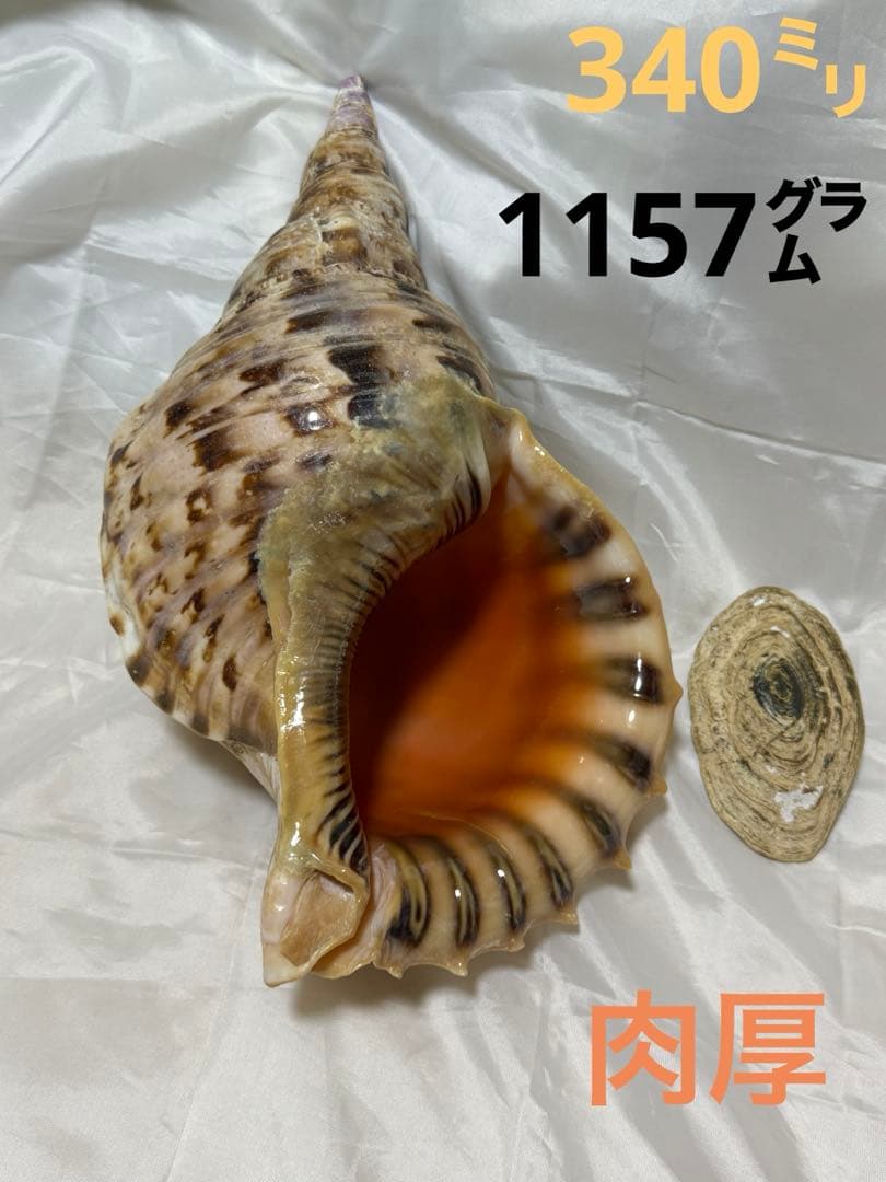 貝殻(沖の青い海の宝)ホラ貝蓋付