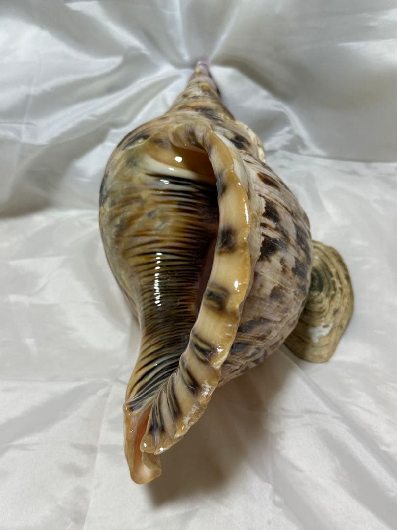 貝殻(沖の青い海の宝)ホラ貝蓋付