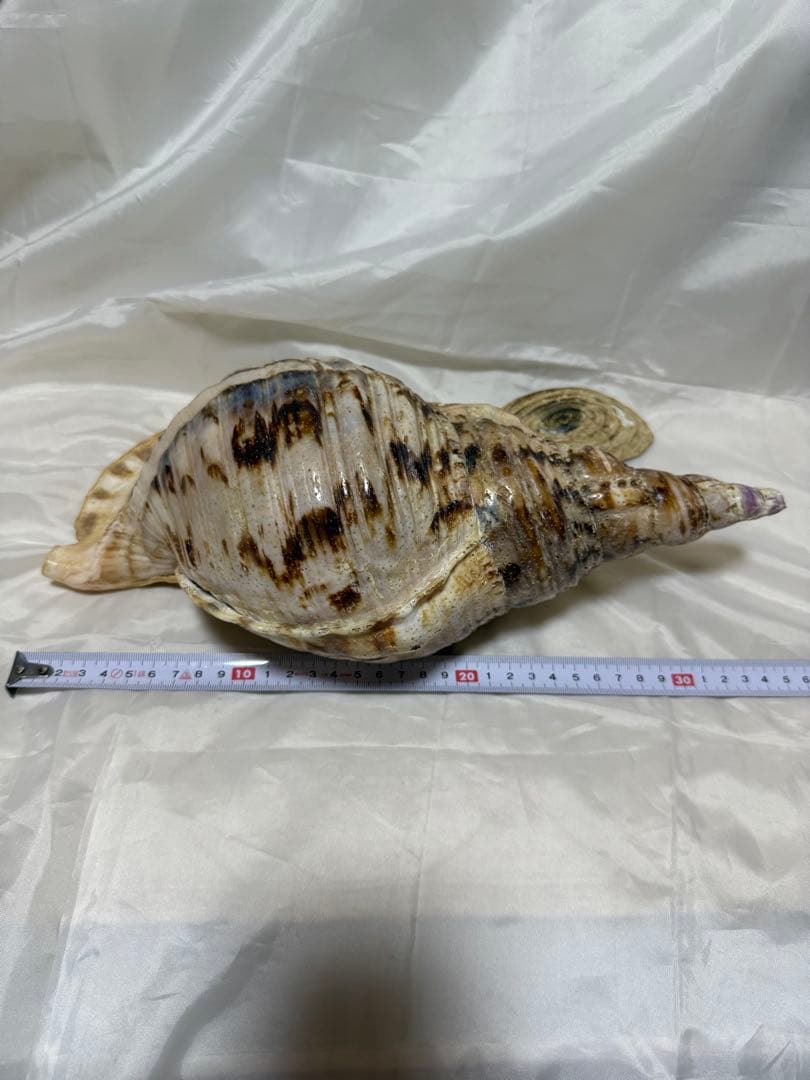 貝殻(沖の青い海の宝)ホラ貝蓋付