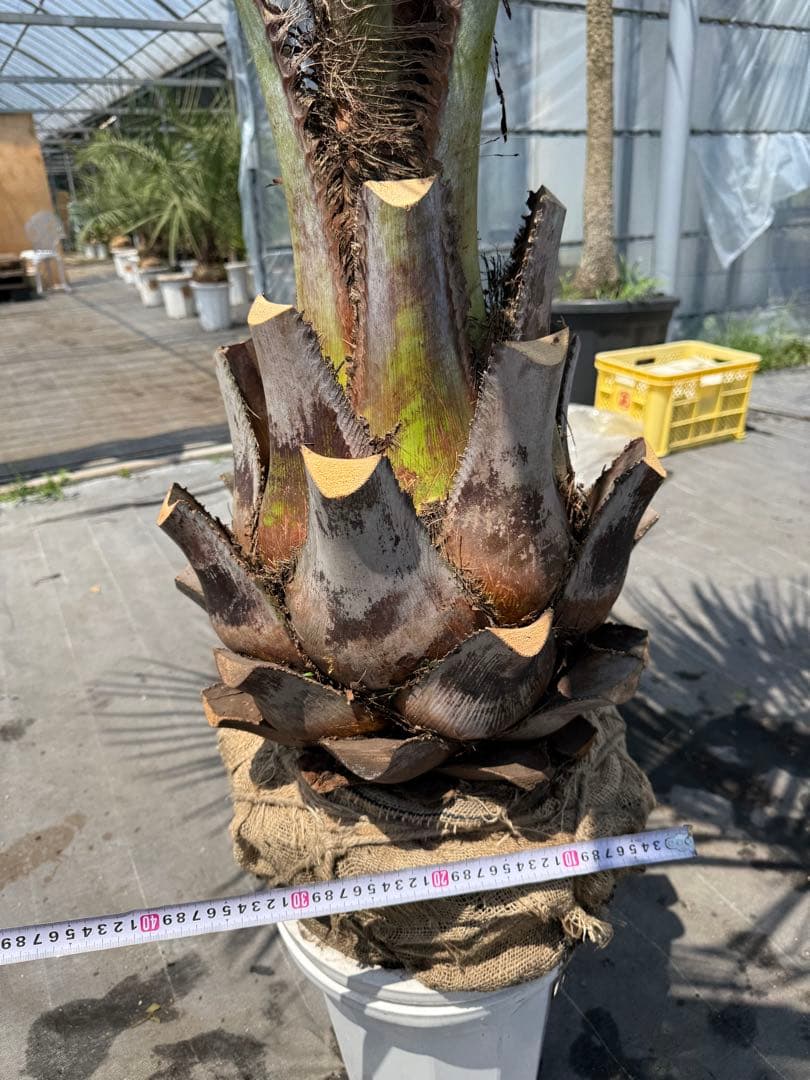 ココスヤシシルバーリーフ 【極太】葉先210cm 幹回り110cm 幹高50cm