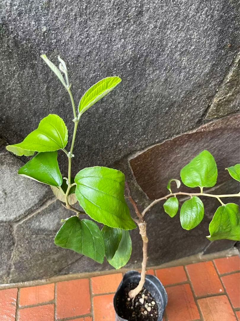 在庫処分　愛車の家&Smile Golfページ