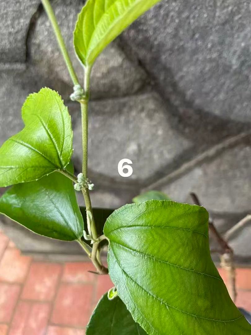 在庫処分　愛車の家&Smile Golfページ