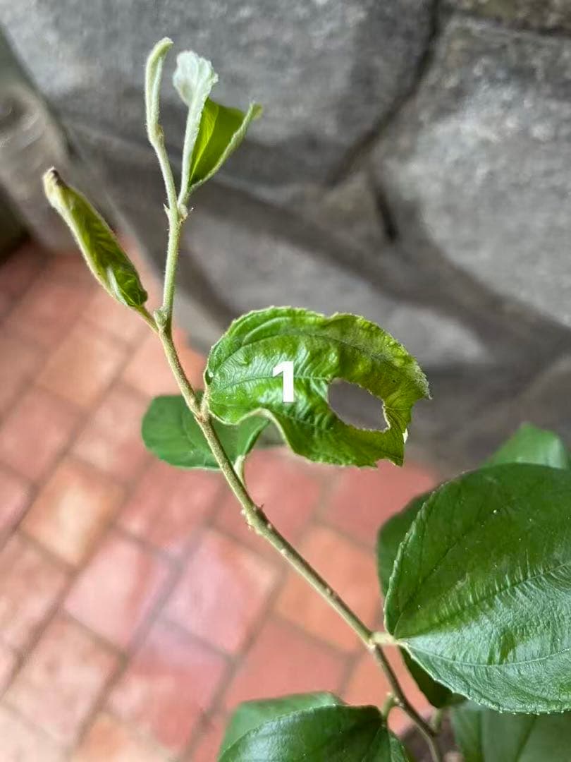 在庫処分　愛車の家&Smile Golfページ