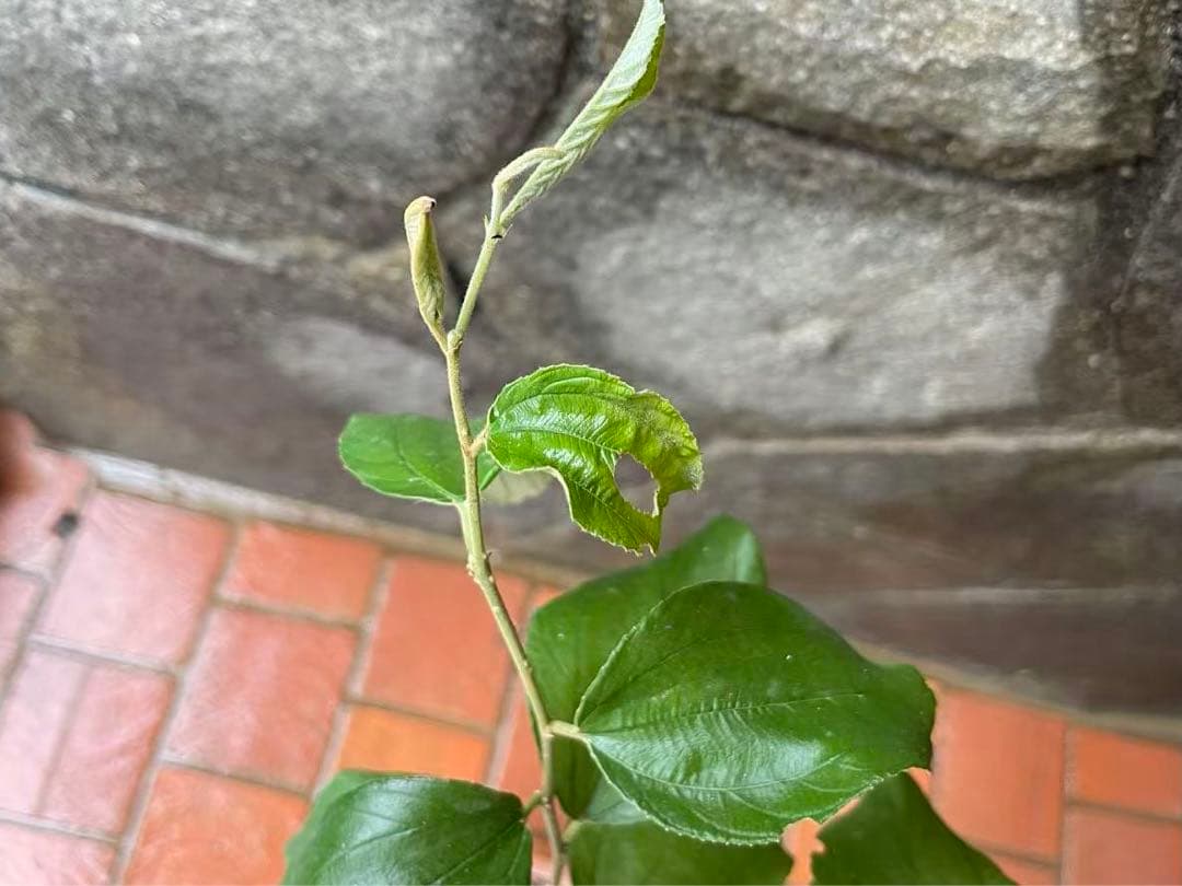 在庫処分　愛車の家&Smile Golfページ