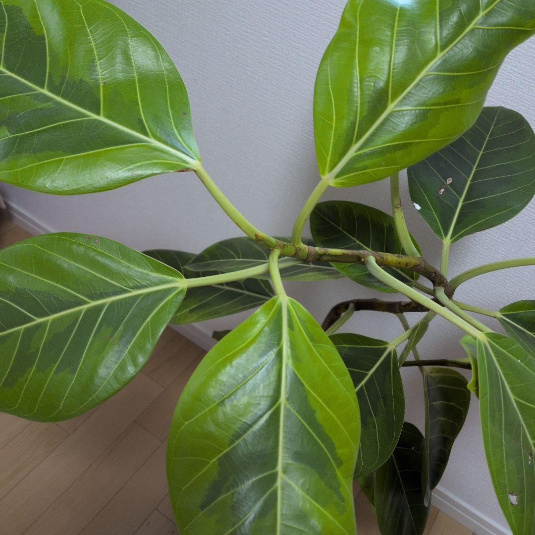 人気の観葉植物/フィカス ・アルデシマ８号鉢現品をお届け！
