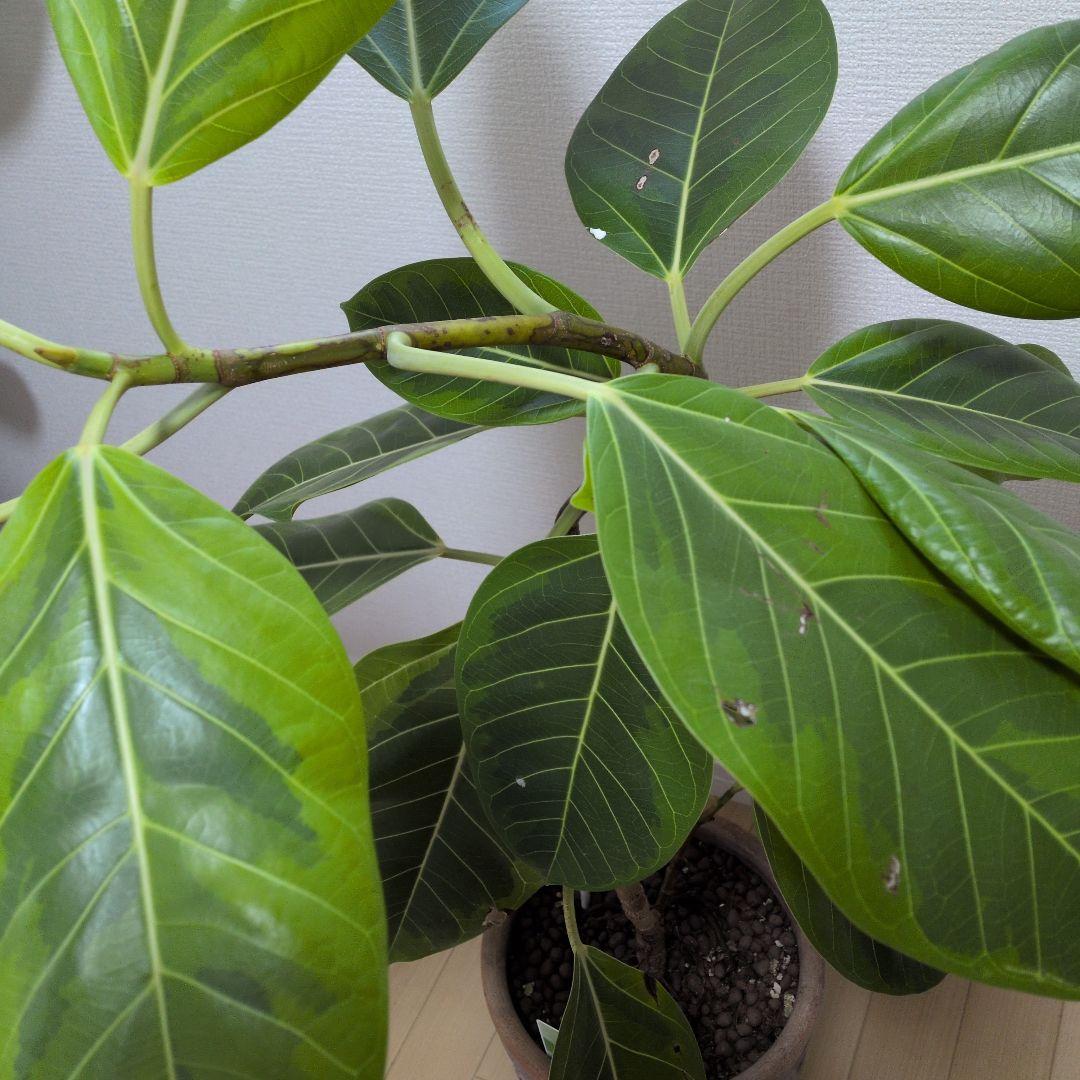 人気の観葉植物/フィカス ・アルデシマ８号鉢現品をお届け！