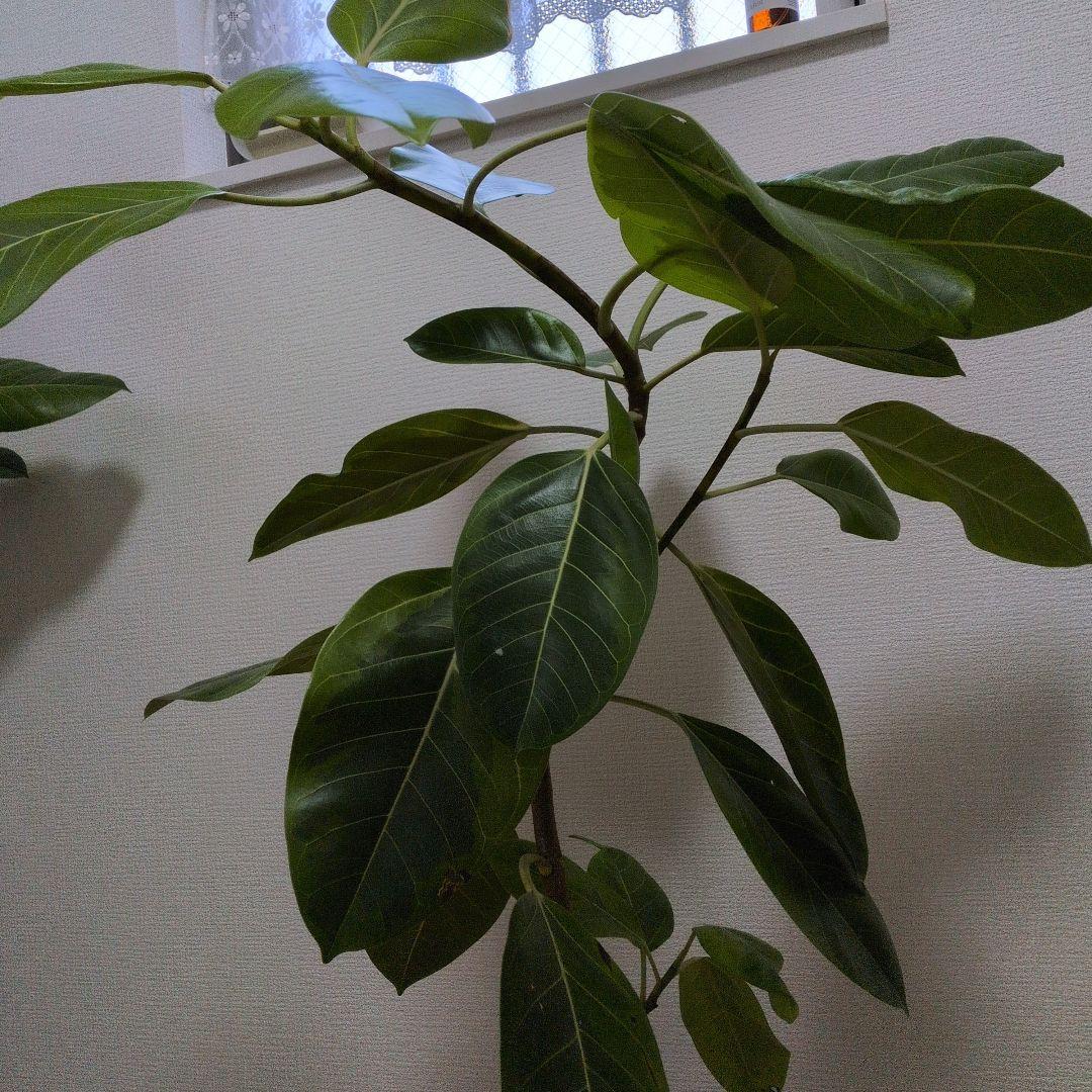 人気の観葉植物/フィカス ・アルデシマ８号鉢現品をお届け！