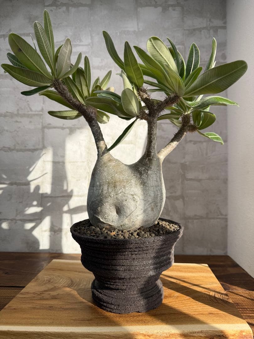 パキポディウム　グラキリス　現地球　発根済み