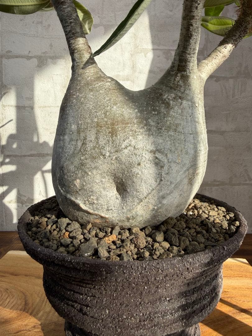 パキポディウム　グラキリス　現地球　発根済み