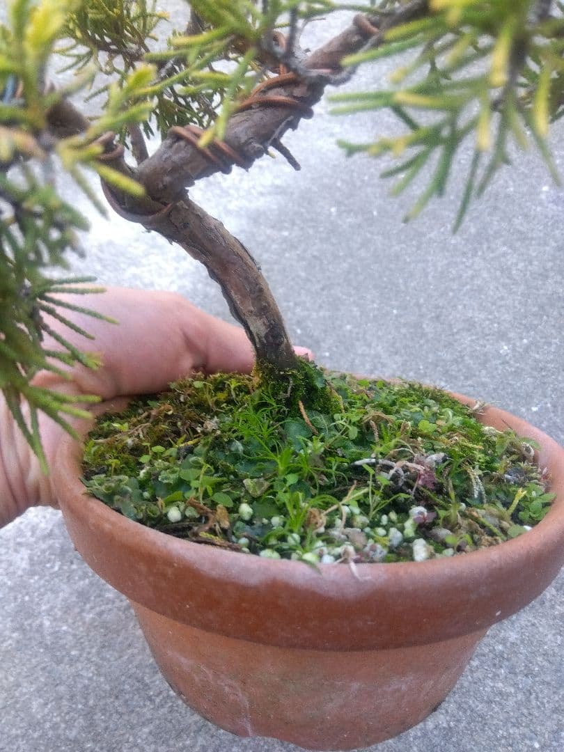 黄金真柏　盆栽　５号陶器鉢つき　螺旋状曲がり❗　か