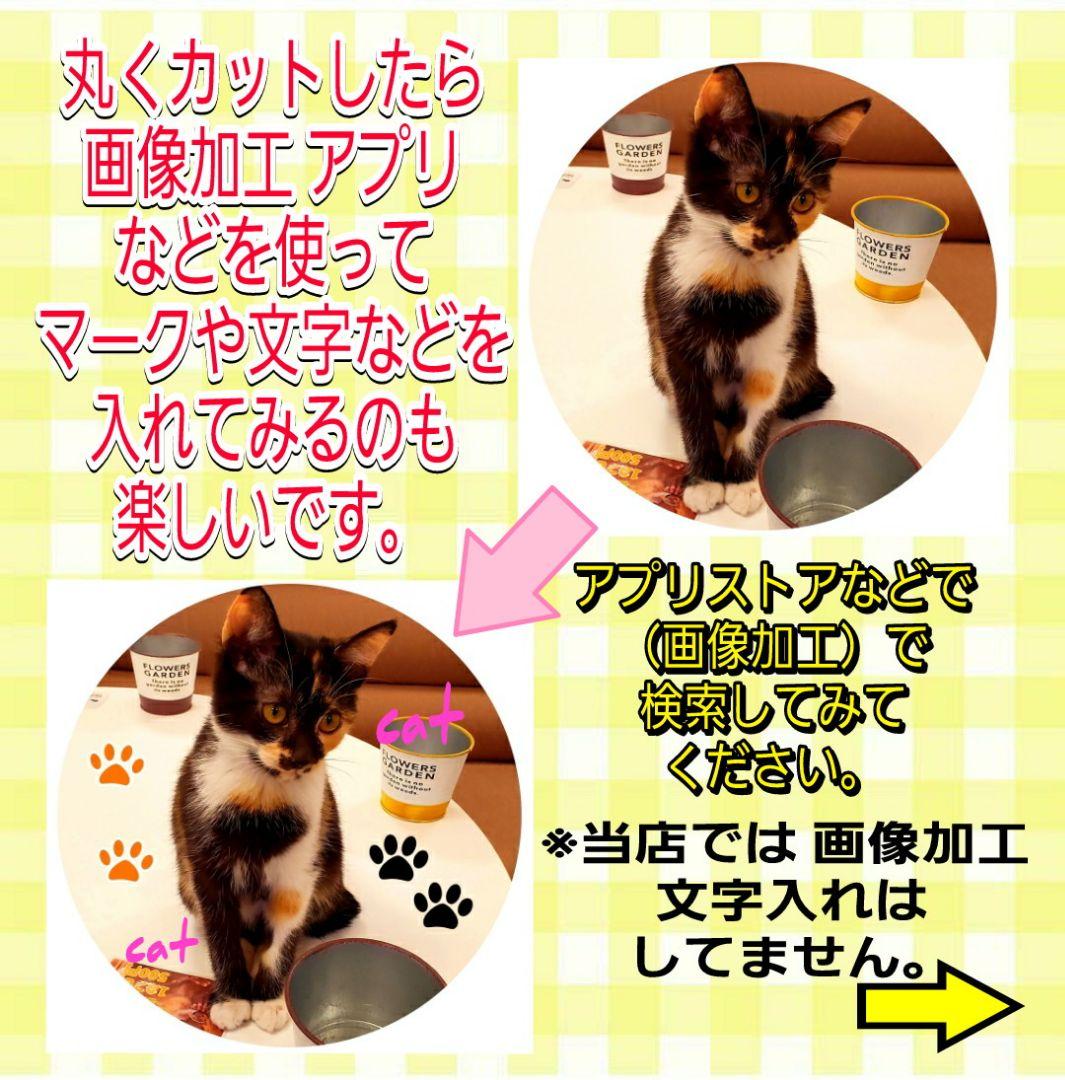 ★たいこう様用 缶バッチ 58mm ６０個