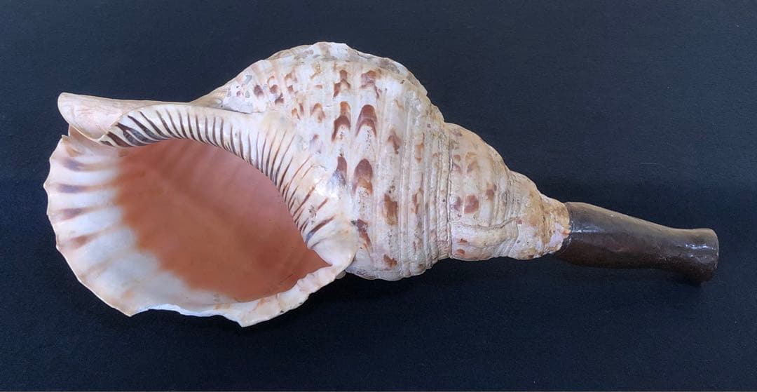 《R》法螺貝 ホラ貝 山伏 法具 和楽器 全長約39㎝　260105か4